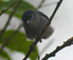 Conirostrum speciosum