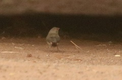 Lagonosticta senegala