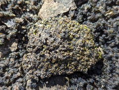 Placidium squamulosum