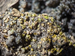 Placidium squamulosum