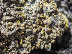 Placidium squamulosum