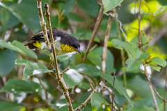 Hemithraupis flavicollis