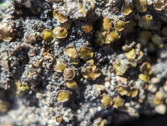 Placidium squamulosum