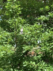 Coracina novaehollandiae