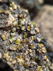 Placidium squamulosum