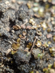 Placidium squamulosum