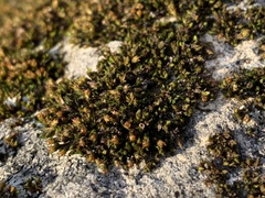 Schistidium rivulare