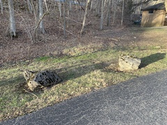 Schistidium rivulare