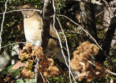 Turdus assimilis