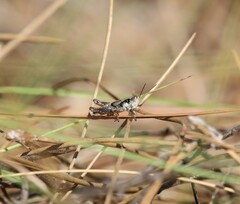 Melanoplus puer