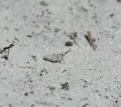 Psinidia fenestralis