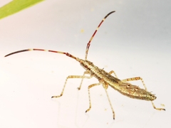 Protenor belfragei
