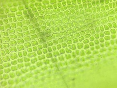 Schistidium rivulare