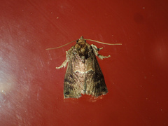 Trichogyia semifascia