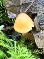 Mycena oregonensis