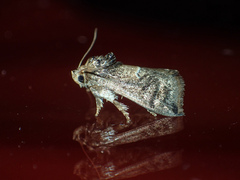 Trichogyia semifascia