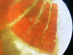 Schistidium rivulare