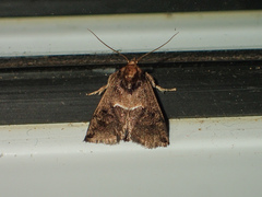 Trichogyia semifascia