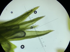 Schistidium rivulare