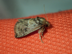 Trichogyia semifascia