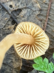 Mycena oregonensis