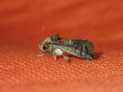 Trichogyia semifascia