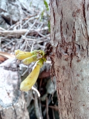 Colea floribunda