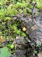 Mycena oregonensis