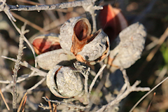 Hakea actites