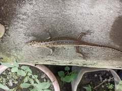 Lamprolepis smaragdina