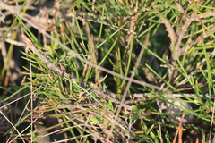 Hakea actites