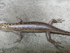 Lamprolepis smaragdina