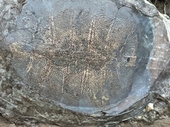 Apalone spinifera pallida