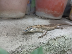 Lamprolepis smaragdina