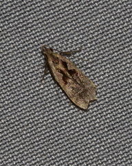 Dichomeris bilobella