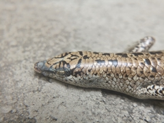 Lamprolepis smaragdina