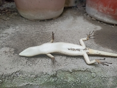 Lamprolepis smaragdina