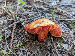 Hygrocybe laetissima