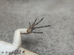 Lamprolepis smaragdina