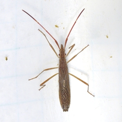 Protenor belfragei