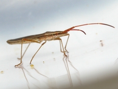 Protenor belfragei