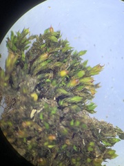 Schistidium rivulare