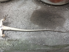 Lamprolepis smaragdina