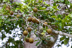 Eriotheca macrophylla