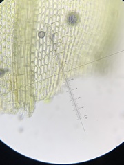 Schistidium rivulare