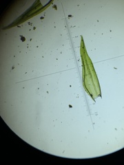 Schistidium rivulare