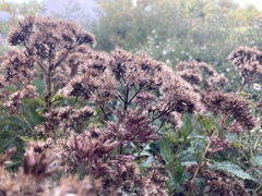 Eutrochium purpureum