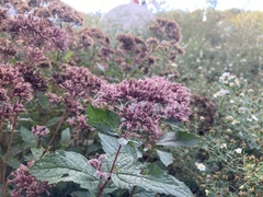 Eutrochium purpureum