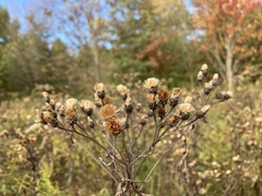 Vernonia noveboracensis