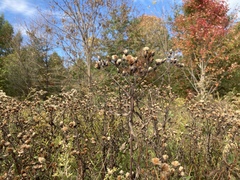 Vernonia noveboracensis